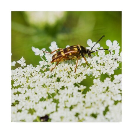 Brenda Petrella Photography Llc 'Banded Longhorn Beetle' Canvas Art,24x24